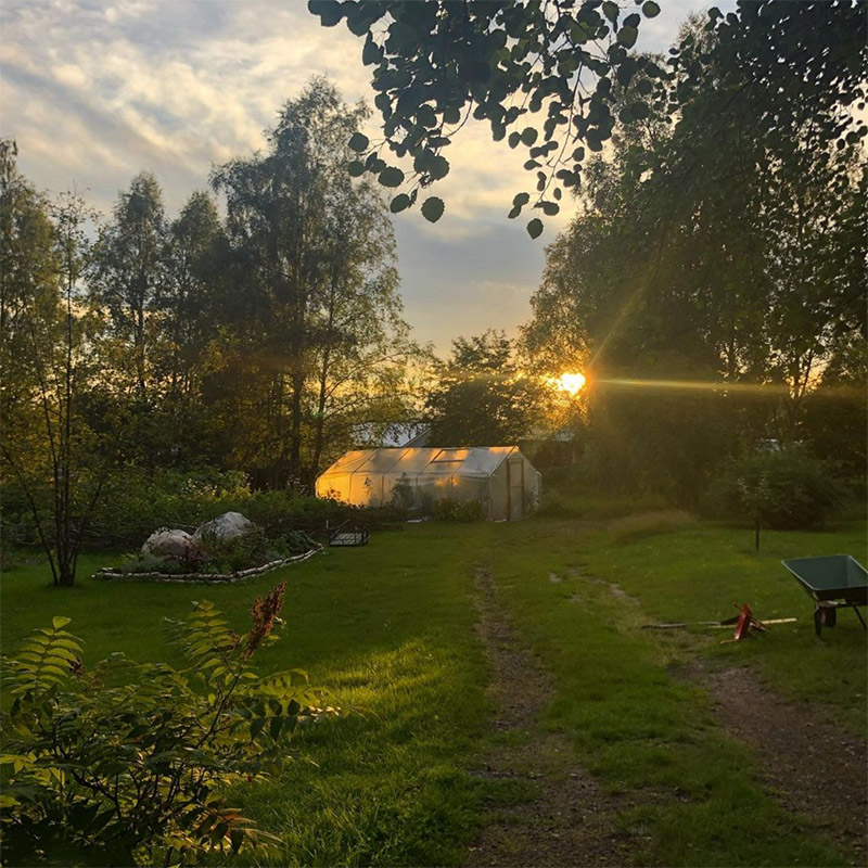 Skogsbrynets Trädgård Solnedgång