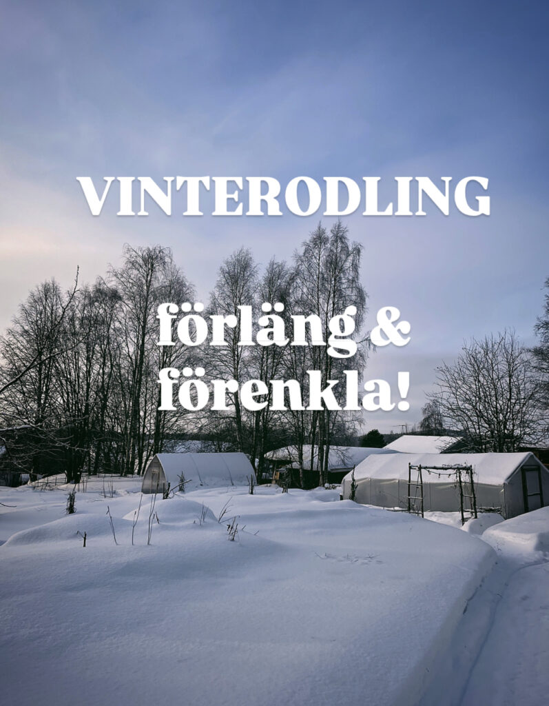 Vinterodling