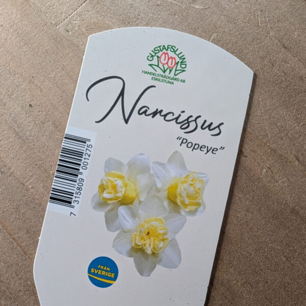 Narciss Popeye