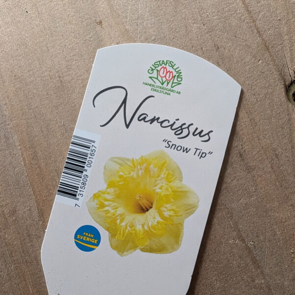 Narciss Snow Tip