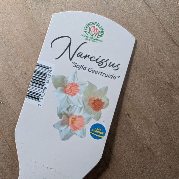 Narciss Sofia Geertruida