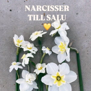 Narcisser