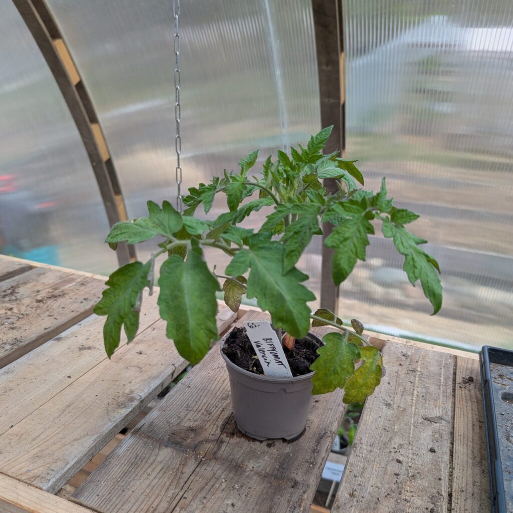 Plantor