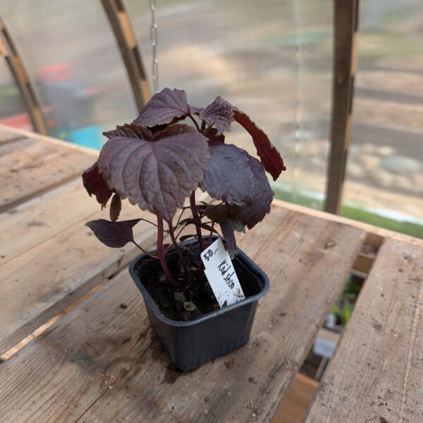 Bladmynta “Röd Shiso”