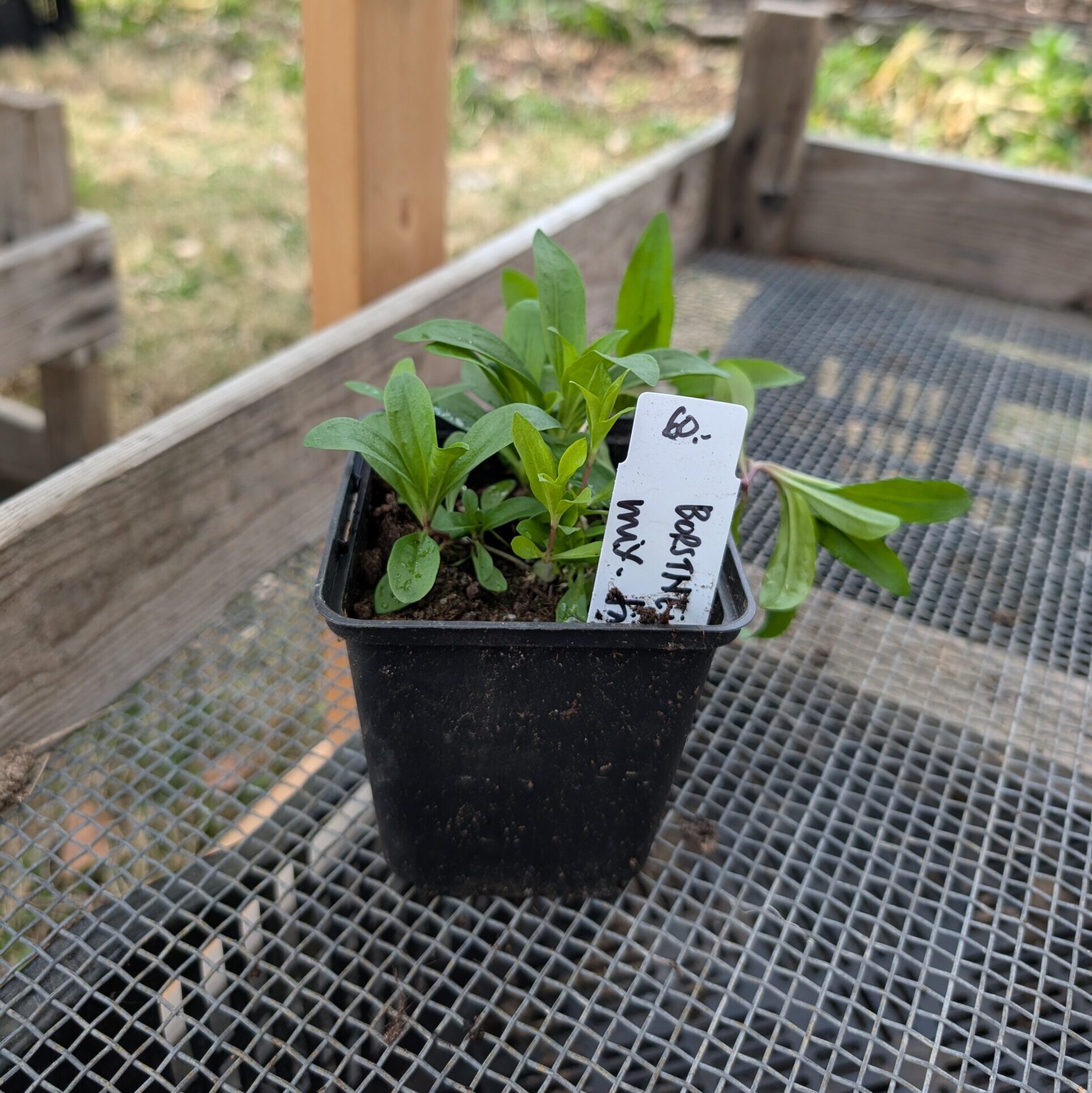 Borstnejlika “Mixade färger”