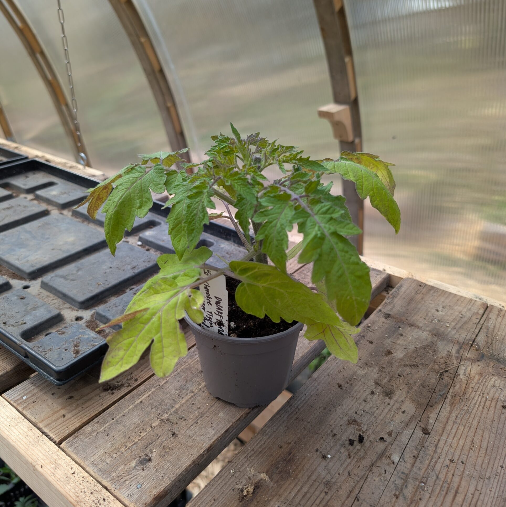 Tomat “Cherokee Tiger Large Red”