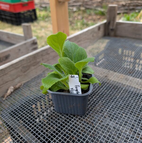 Fingerborgsblomma “Primrose Yellow”