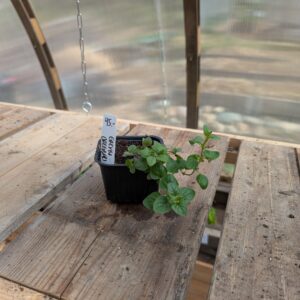 Grekisk Oregano