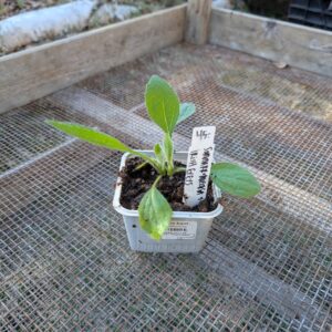 Sommarrudbeckia "Irish Eyes"