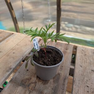 Stor Tagetes “Man on the Moon”