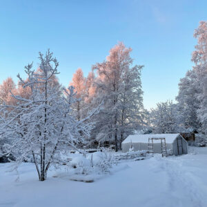 Vinterodling - Snöträdgård