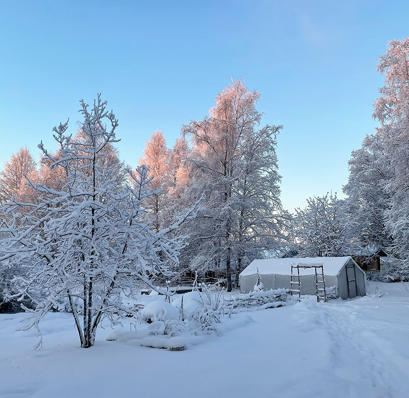 Vinterodling - Snöträdgård