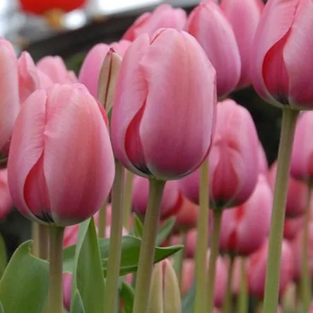 Tulpan Pink Impression